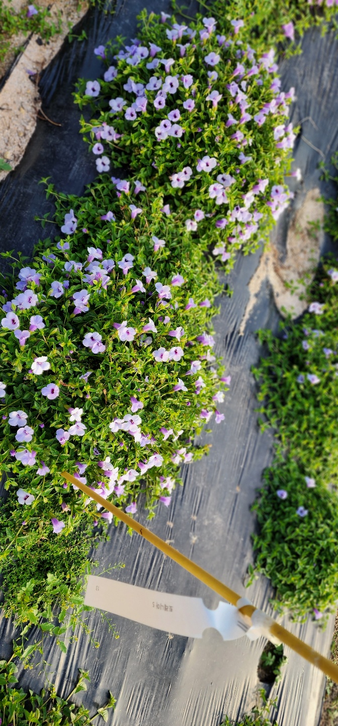 Torenia fournieri 'URI2022-44'